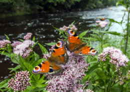 Das Bild zeigt eine Pflanze mit zwei Schmetterlingen als Beispiel für ein FFH.
